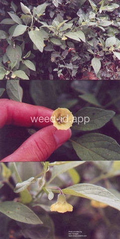 groundcherry, Virginia